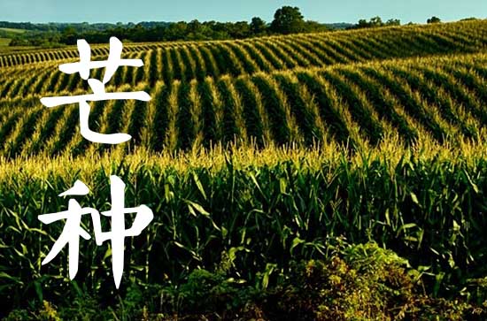 芒种是什么季节 芒种有什么风俗