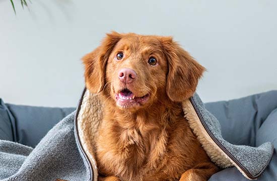 2025年属狗最佳的安床日子 属狗最佳安床吉日2025年