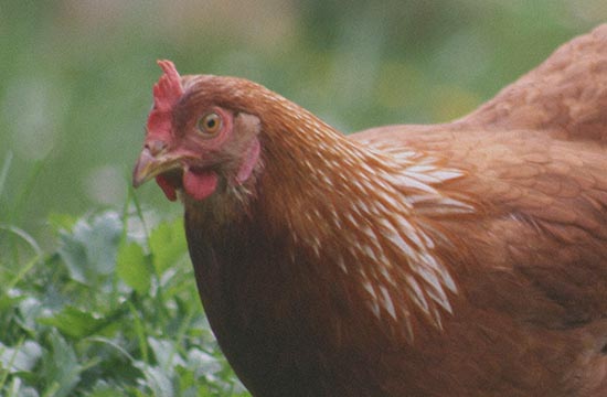 2017年出生属鸡2025几岁了