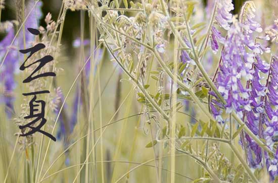 立夏2024年是几月几日星期几 2024年立夏这天日子怎样