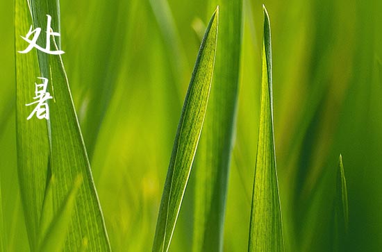 2024年今年处暑是几月几号 2024年8月22日处暑是安碓磑的黄道吉日吗