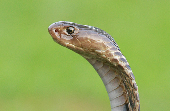 77年蛇45岁后十年大运运程2024 1977属蛇四十六岁后十年大运 77年蛇45岁后十年大运运程2024 1977属蛇四十六岁后十年大运