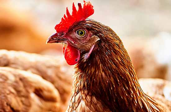 2025年属鸡最佳领证日子一览 2025年属鸡最佳的领证日子