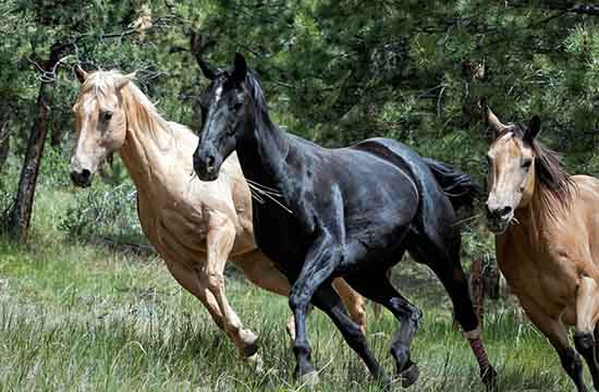 2024年78属马人最有钱的年龄  78年属马哪一年发大财