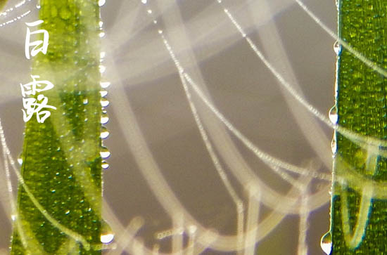 2024年白露时间是什么时候 2024白露当天可以办寿宴吗