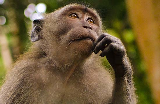 属猴2024年会离婚吗 属猴感情注意事项 属猴2024年会离婚吗 属猴感情注意事项