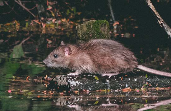 1996年属鼠女命中注定的丈夫2024