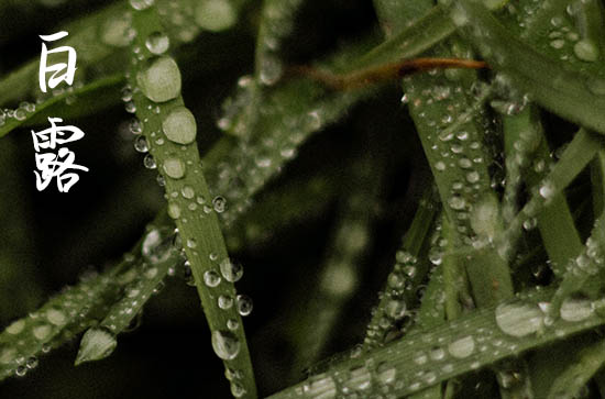 2024年白露是星期几 2024年9月7日白露这天适合买牛吗