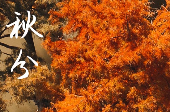 秋分2024年是几月几日星期几 2024年秋分制作狗窝行不行