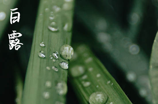 2024年白露时间是什么时候 2024年白露修理坟墓行不行