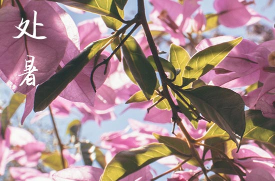 2024年处暑是几月几日 2024年8月22日处暑这天宜生小孩吗