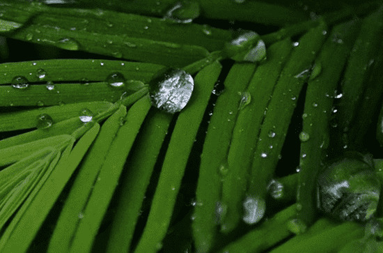 2024年谷雨时间几点几分几秒 开始和结束具体时间