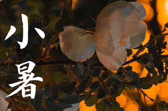 2023小暑是头伏吗 头伏第一天是哪一天2023