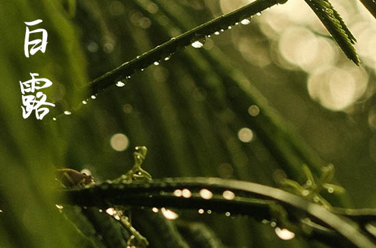 2024白露是农历哪一天 今天日子好不好