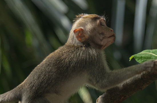 2024整年属猴针灸最佳吉日 2024年属猴针灸吉日一览表