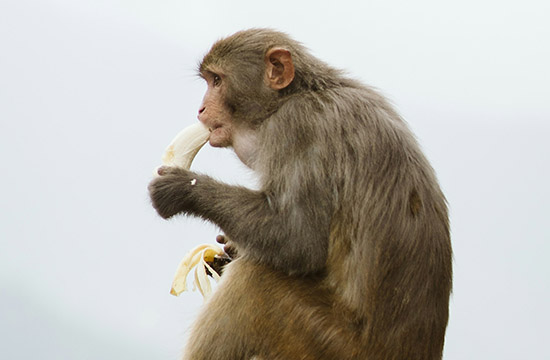 2024生肖猴命中注定的正缘