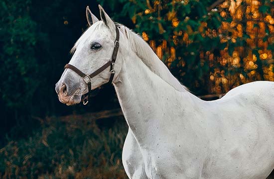 90年属马2024年的运势及运程