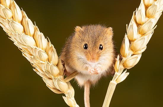 1948年出生鼠2025几岁了