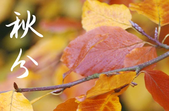 今日秋分的祝福说说2024 今日秋分的祝福说说2024