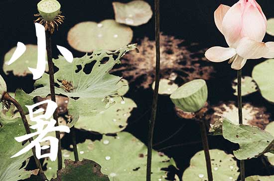 2024年小暑是什么时候时间 2024年小暑这天日子怎样