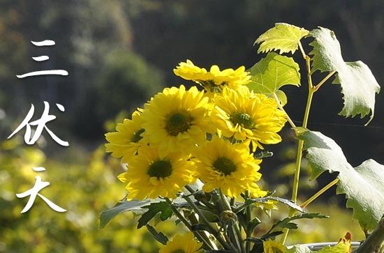 2023入伏是哪一天