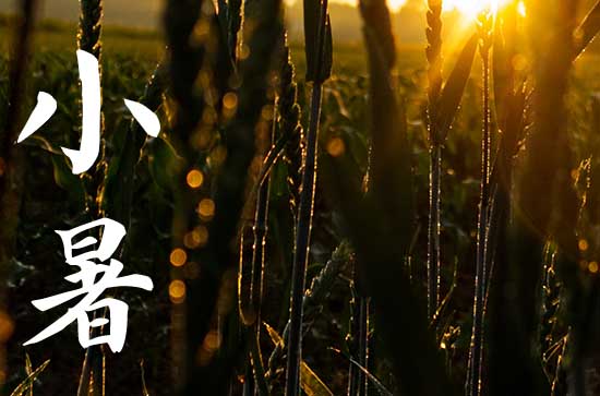 小暑公众号文案