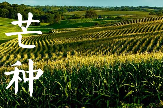 2024年芒种是什么时候 2024年芒种是什么时候