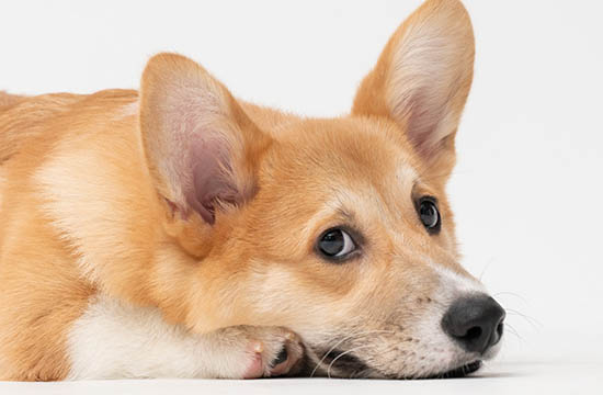 2024年属狗畋猎最好的吉日 2024整年属狗畋猎最佳吉日 2024年属狗畋猎最好的吉日 2024整年属狗畋猎最佳吉日