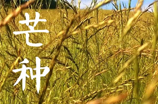 2024年芒种后9天交运是什么时候 2024年芒种时间