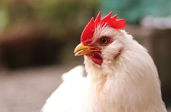 2024属鸡几月的是凤凰命