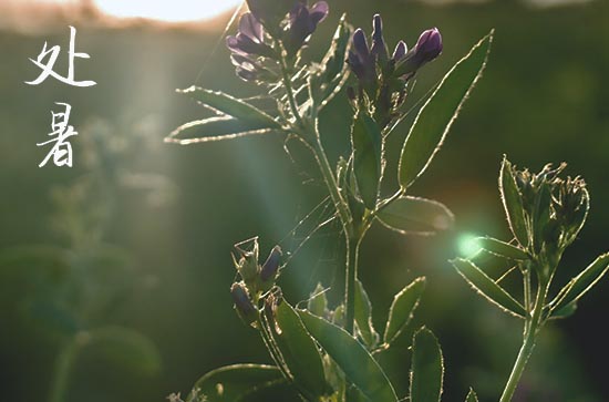 2024年处暑是具体哪一天 2024年处暑领养孩子行不行 2024年处暑是具体哪一天 2024年处暑领养孩子行不行