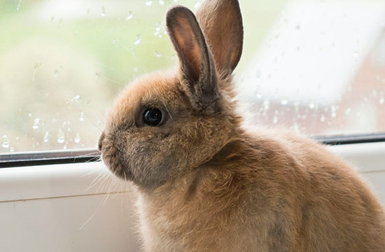 2024属兔人要远离哪些生肖