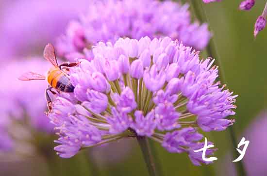 七夕说说短句唯美