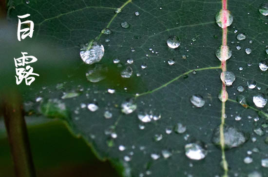 2024白露是农历哪一天 2024年9月7日白露这天举行成年礼好吗 2024白露是农历哪一天 2024年9月7日白露这天举行成年礼好吗