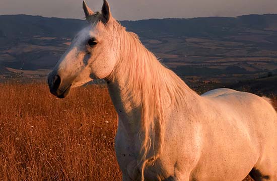 66年属马的2025年运势和财运怎么样 66年属马人2025年运势及运程每月运程