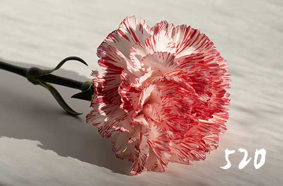 2025年5月20日网络情人节当天结婚登记好吗 2025网络情人节结婚登记好不好