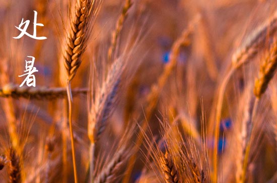 2024年处暑是几月几日 2024年8月22日处暑这天开渠好吗