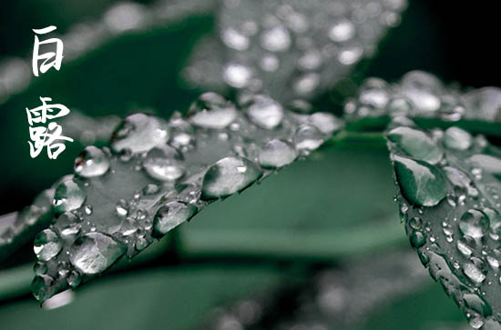 白露2024年是几月几日星期几 2024年白露可以上官吗