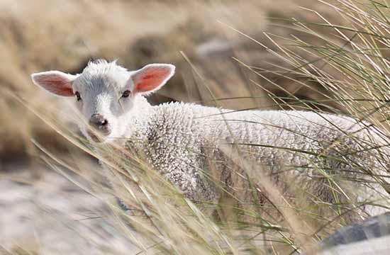 2024年属羊大忌颜色 2024年属羊大忌颜色