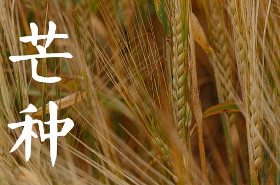 芒种节气的民间习俗有哪些   芒种节气是什么