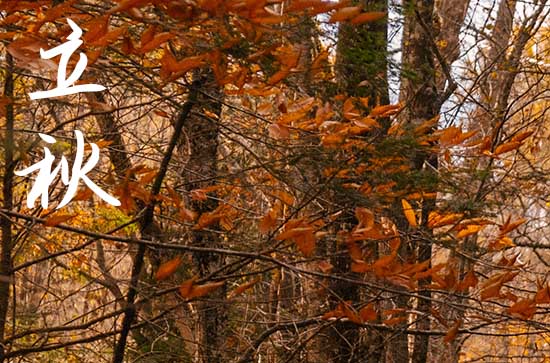今日立秋具体时间早晨还是下午,2023年立秋是早是晚