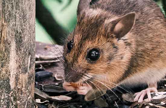 2024属鼠最忌讳的属相