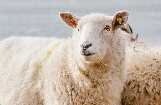 1979年属羊人2025年运势及运程 1979年属羊人2025年运势每月运势