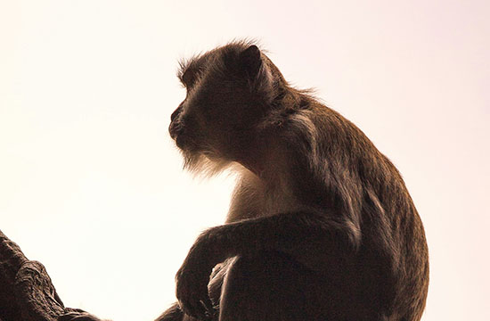 生肖猴2024年用对颜色让你旺足一年红色和金色