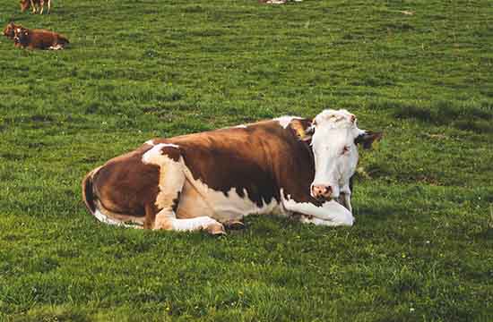 2024属牛的运势和财运怎么样