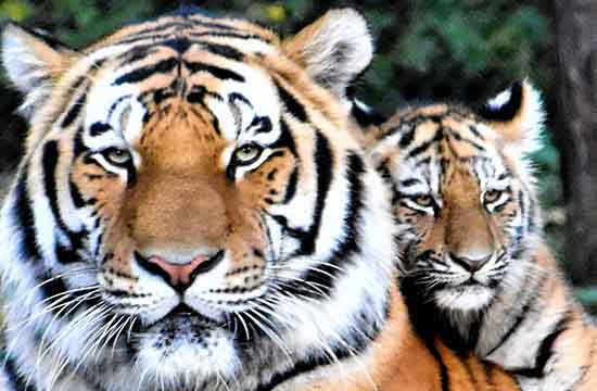 74属虎人五十大运到了2024