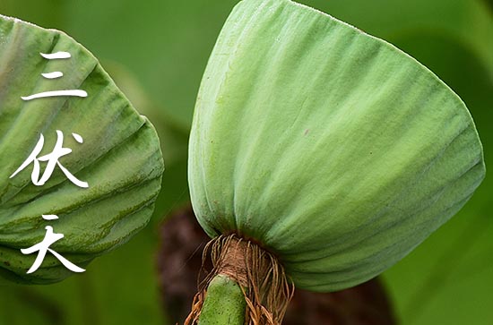 今年入伏从哪一天开始2023