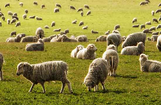 2024属羊过了44岁就顺了吗 2024属羊过了44岁就顺了吗