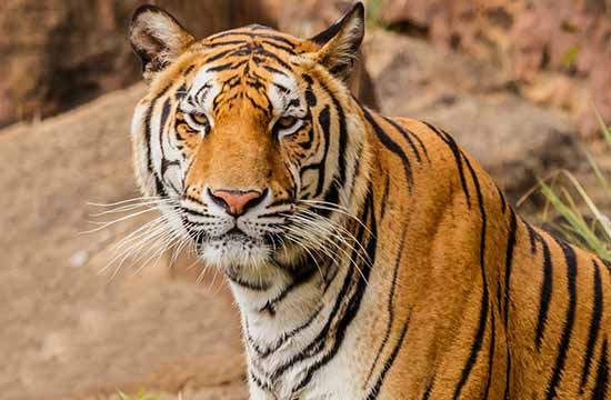 2025年属虎最佳踏青吉日一览 2025属虎踏青最好吉日