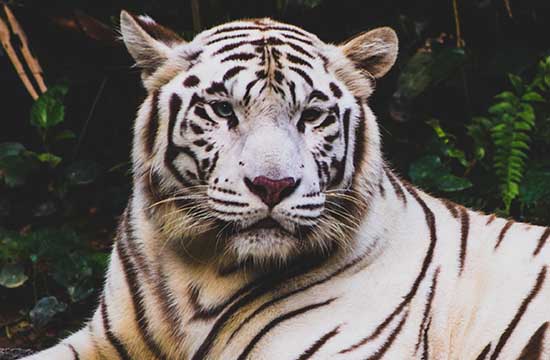 2024属虎的招财颜色